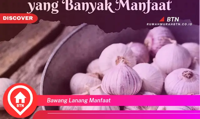 bawang lanang manfaat