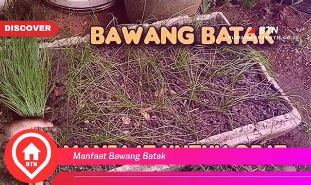 manfaat bawang batak