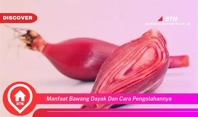 manfaat bawang dayak dan cara pengolahannya