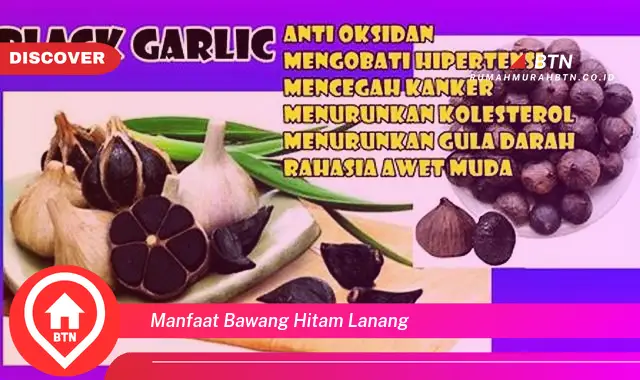 manfaat bawang hitam lanang