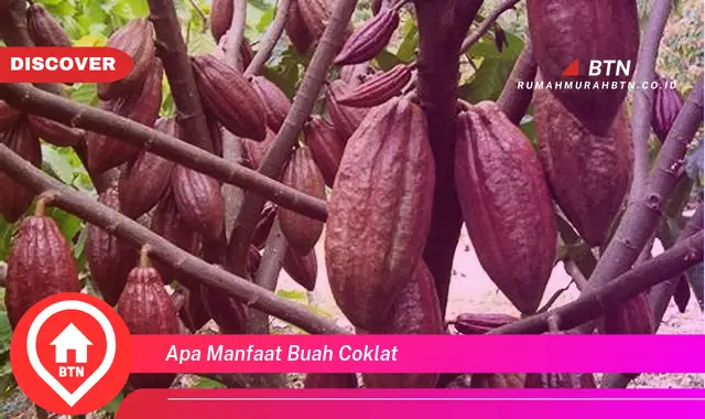 apa manfaat buah coklat