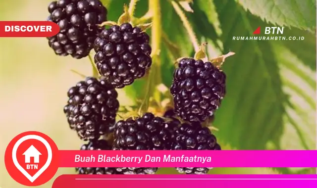 buah blackberry dan manfaatnya