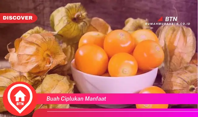 buah ciplukan manfaat