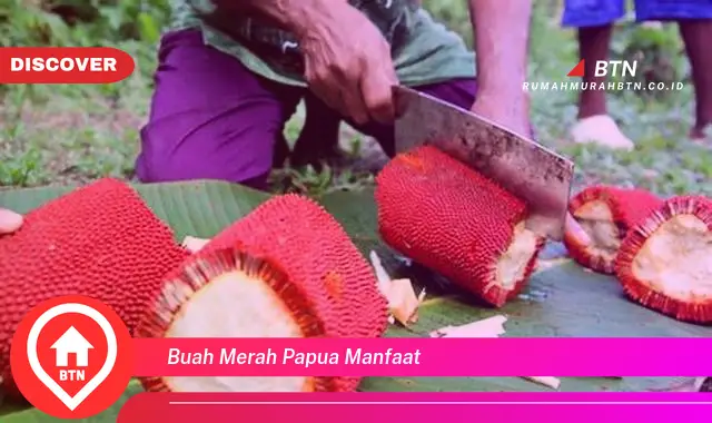 buah merah papua manfaat