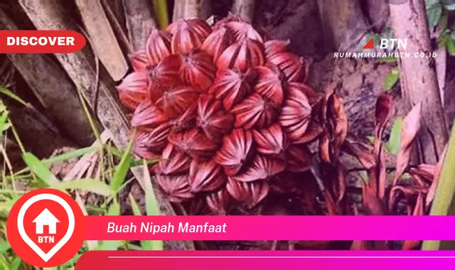 buah nipah manfaat