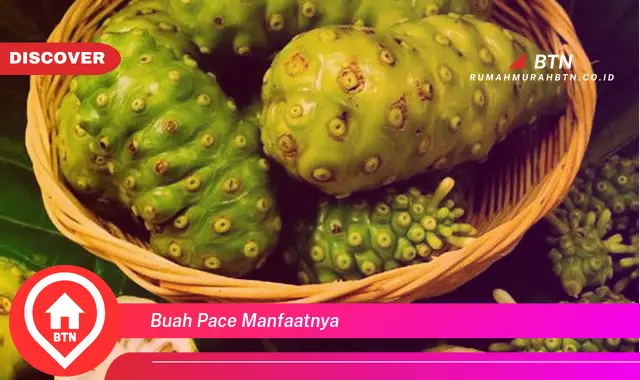 buah pace manfaatnya