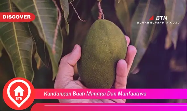 kandungan buah mangga dan manfaatnya