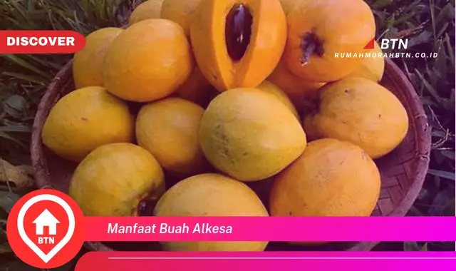 manfaat buah alkesa