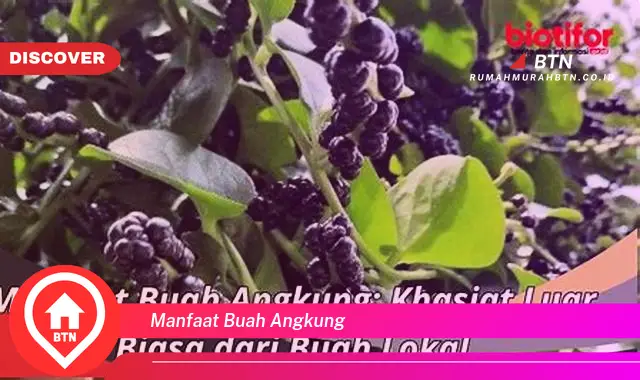 manfaat buah angkung