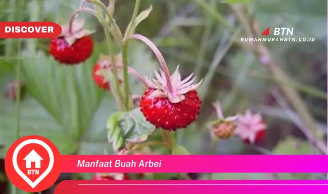 manfaat buah arbei