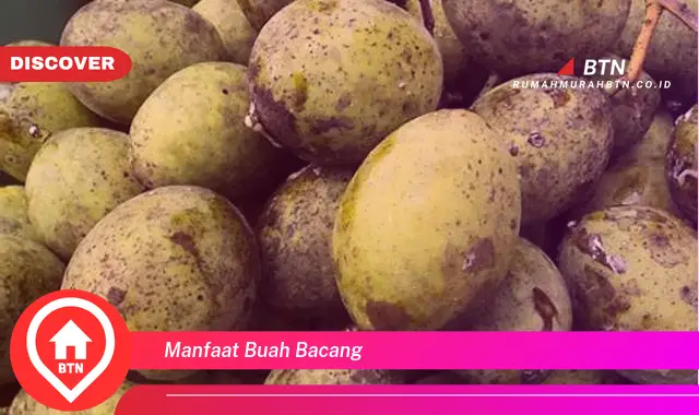 manfaat buah bacang