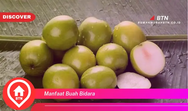 manfaat buah bidara