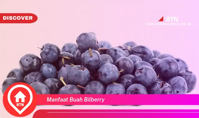 manfaat buah bilberry