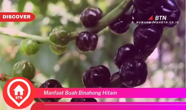 manfaat buah binahong hitam