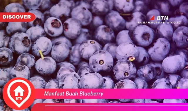 manfaat buah blueberry