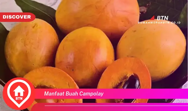 manfaat buah campolay