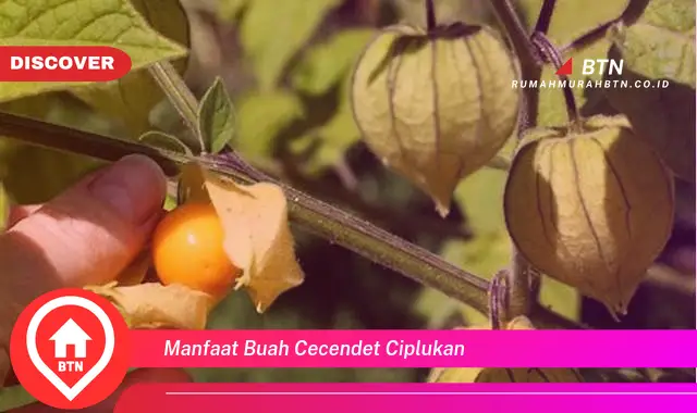 manfaat buah cecendet ciplukan