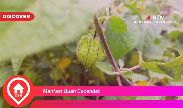 manfaat buah cecendet