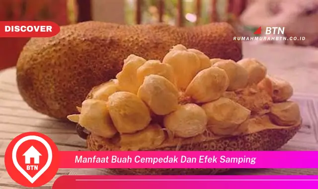 manfaat buah cempedak dan efek samping