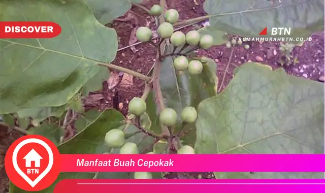 manfaat buah cepokak