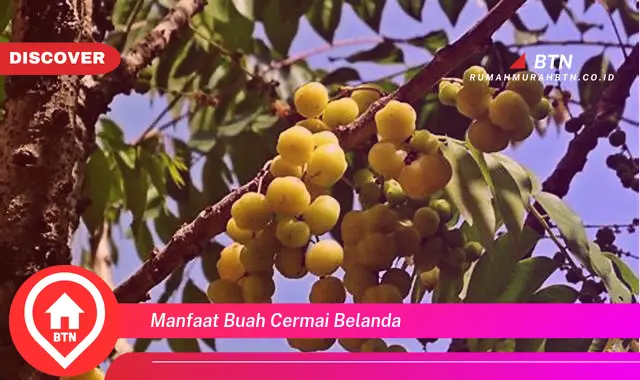 manfaat buah cermai belanda