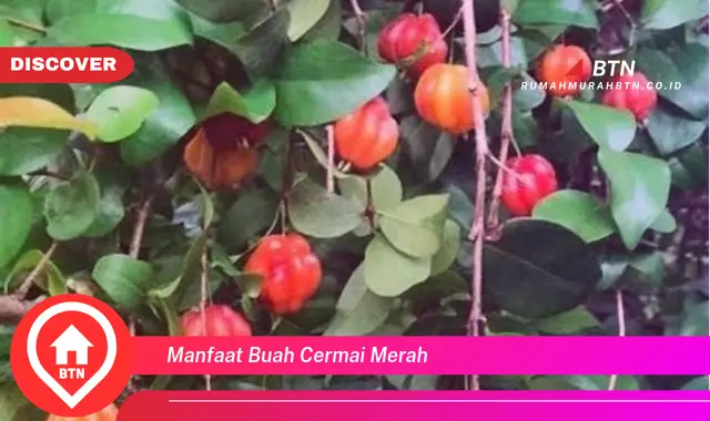 manfaat buah cermai merah