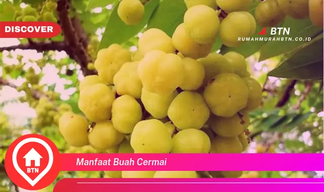 manfaat buah cermai