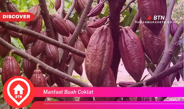 manfaat buah coklat