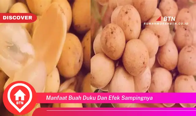 manfaat buah duku dan efek sampingnya