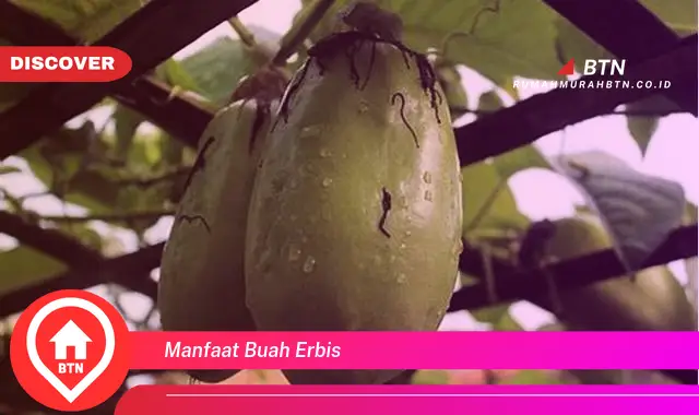 manfaat buah erbis