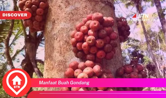 manfaat buah gondang