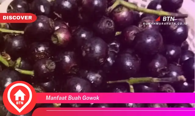 manfaat buah gowok