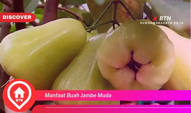 manfaat buah jambe muda