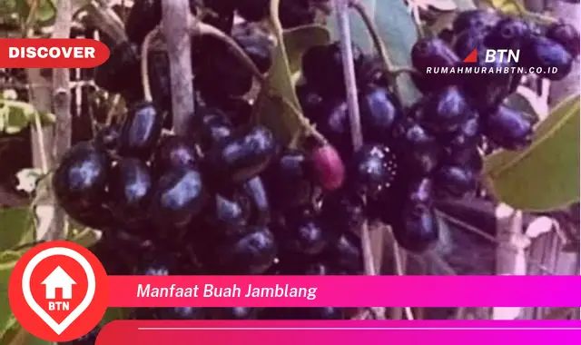 manfaat buah jamblang