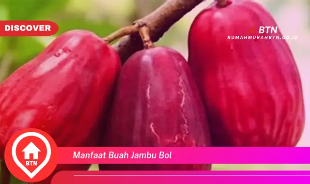 manfaat buah jambu bol