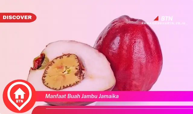 manfaat buah jambu jamaika