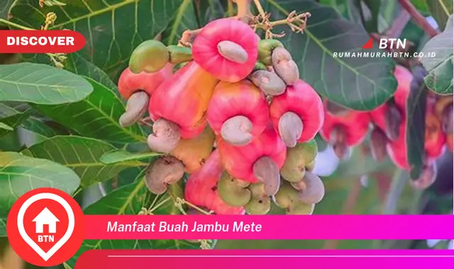 manfaat buah jambu mete