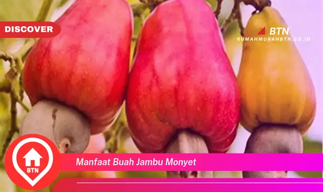 manfaat buah jambu monyet