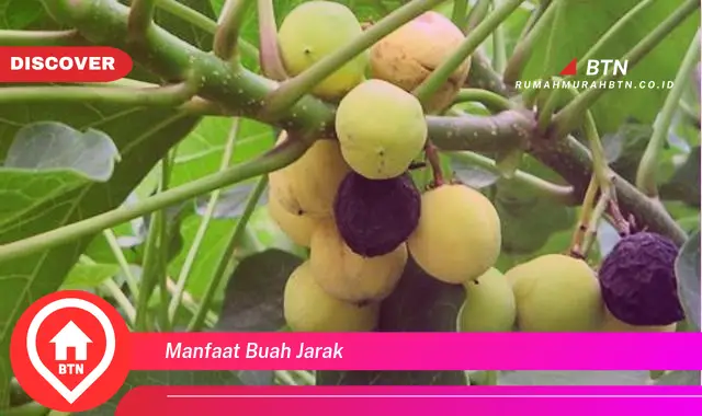 manfaat buah jarak