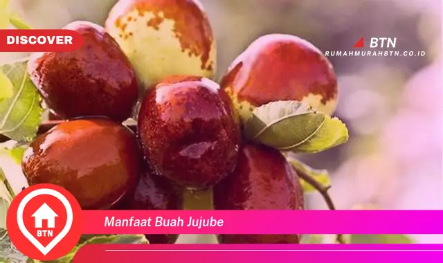 manfaat buah jujube