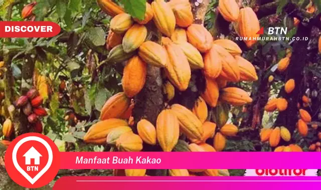 manfaat buah kakao