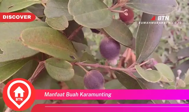 manfaat buah karamunting