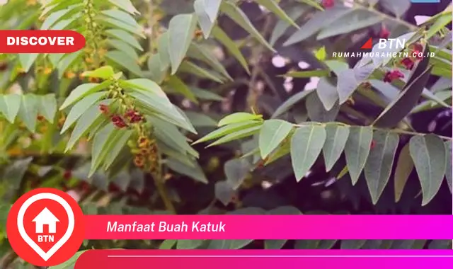 manfaat buah katuk