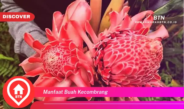 manfaat buah kecombrang