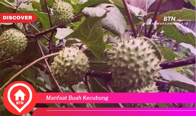 manfaat buah kecubung