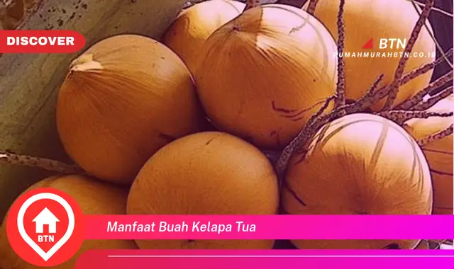 manfaat buah kelapa tua