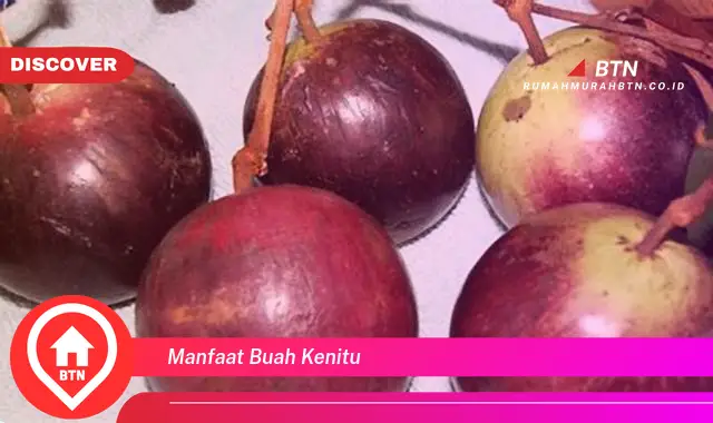 manfaat buah kenitu