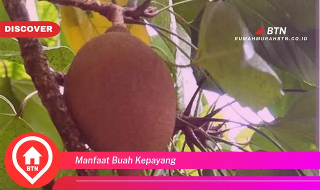 manfaat buah kepayang