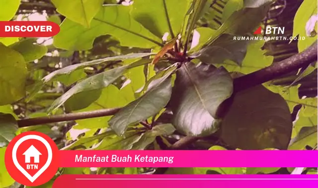 manfaat buah ketapang