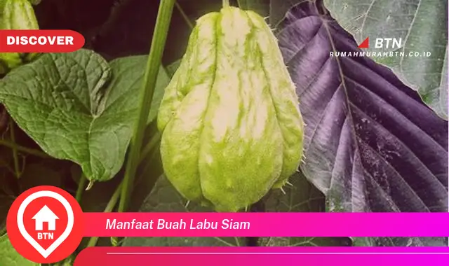 manfaat buah labu siam